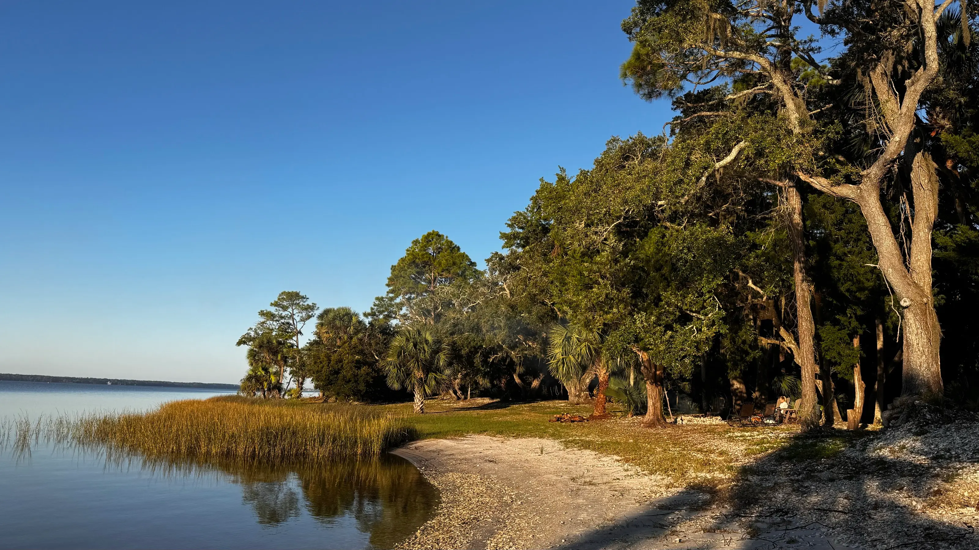 A curve of shell beach with marsh grass and a line of oaks along St. Vincent Sound.